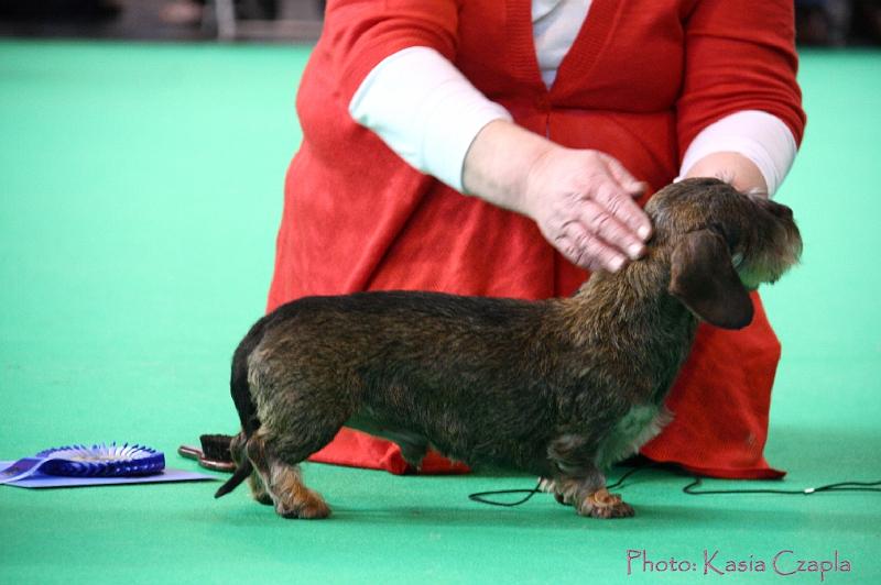 Crufts2011_2 929.jpg